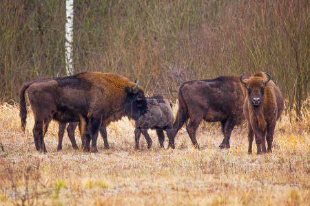 Téléchargez les photos : Le bison européen (Bison bonasus) ou le petit troupeau européen de bisons des bois - en image libre de droit