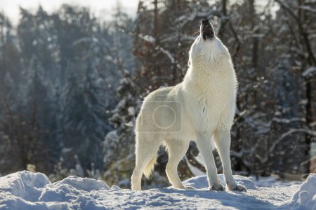 Foto de Lobo ártico (Canis lupus arctos) aullando en el paisaje invernal - Imagen libre de derechos