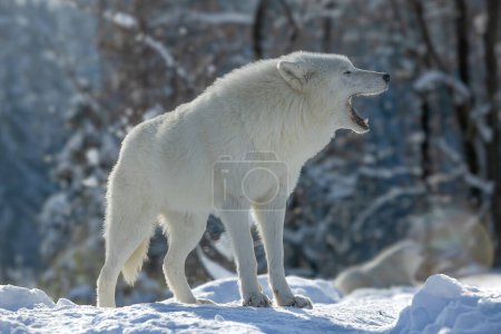 Foto de Lobo ártico (Canis lupus arctos) con la boca abierta - Imagen libre de derechos