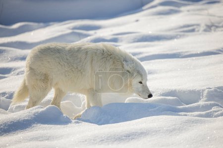 Foto de Lobo ártico (Canis lupus arctos) vadeando a través de la nieve profunda - Imagen libre de derechos