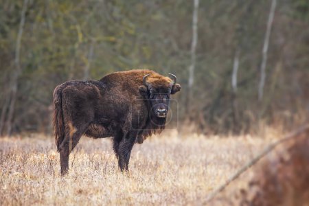 Téléchargez les photos : Le bison européen (Bison bonasus) ou le bison des bois européen - en image libre de droit