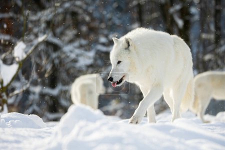 Foto de Lobo ártico (Canis lupus arctos) mochila durante las nevadas - Imagen libre de derechos