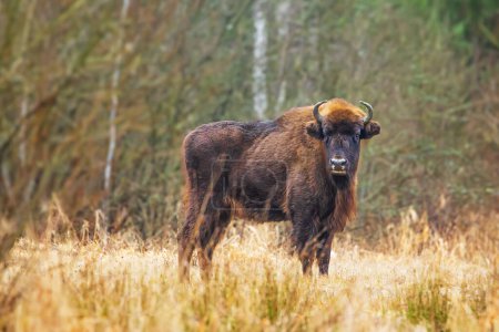 Téléchargez les photos : Le bison européen (Bison bonasus) ou le bison des bois européen portrait complet - en image libre de droit