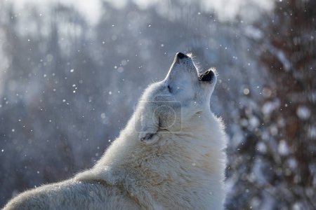 Foto de Lobo ártico (Canis lupus arctos) detalle en la cabeza aullando - Imagen libre de derechos