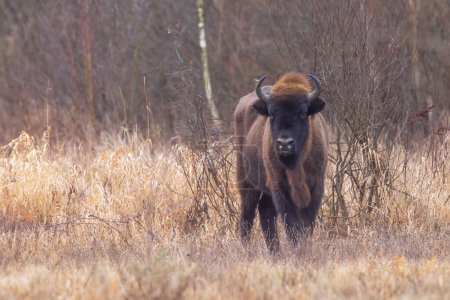 Foto de El bisonte europeo (Bison bonasus) o la vista frontal del bisonte europeo de madera - Imagen libre de derechos