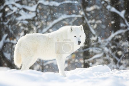 Photo for Arctic wolf (Canis lupus arctos) in the silent winter forest in the snow - Royalty Free Image
