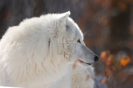 Foto de Lobo ártico (Canis lupus arctos) imagen en invierno con fondo de color - Imagen libre de derechos