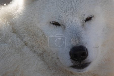 Photo for Arctic wolf (Canis lupus arctos) head close up - Royalty Free Image