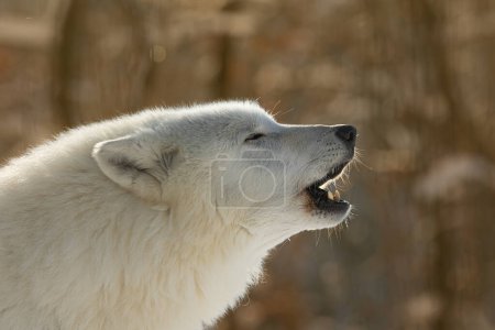 Photo for Arctic wolf (Canis lupus arctos) detail of a howling wolf - Royalty Free Image