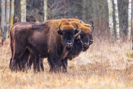 Téléchargez les photos : Le bison européen (Bison bonasus) ou le bison des bois européen dans la forêt de Bialowieza - en image libre de droit