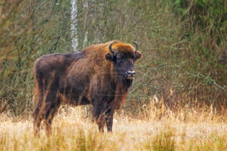 Foto de El bisonte europeo (Bison bonasus) o el bisonte europeo de madera en el bosque de Bialowieza - Imagen libre de derechos