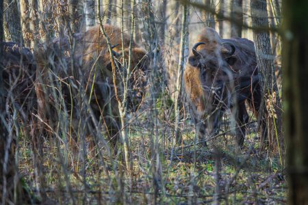 Photo for The European bison (Bison bonasus) or the European wood bison in the Bialowieza Forest - Royalty Free Image