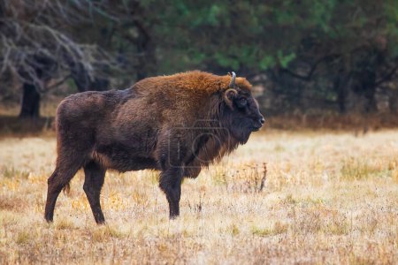 Photo for The European bison (Bison bonasus) or the European wood bison herd by the woods male in the pasture - Royalty Free Image