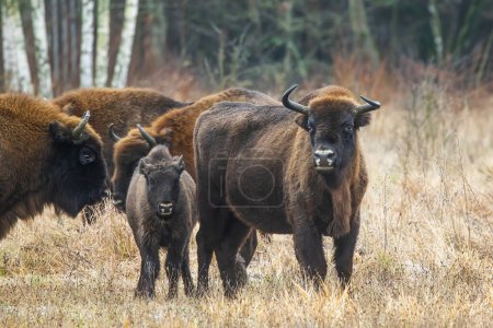 Photo for The European bison (Bison bonasus) or the European wood bison herd by the woods herd with young - Royalty Free Image
