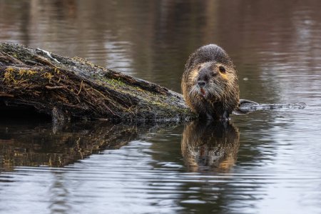 Photo for The nutria (Myocastor coypus) standing at the lake's surface - Royalty Free Image