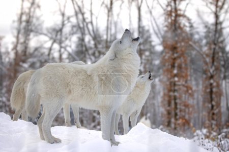 Foto de Lobo ártico (Canis lupus arctos) la manada se está reuniendo - Imagen libre de derechos