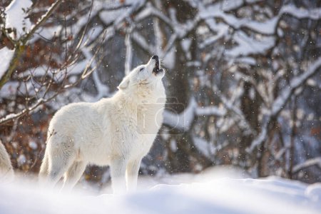 Téléchargez les photos : Loup arctique (Canis lupus arctos) hurle pendant les chutes de neige avec les rayons du soleil - en image libre de droit