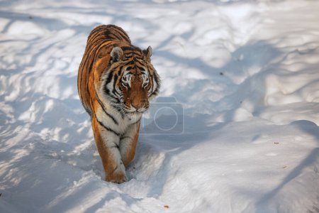 Téléchargez les photos : Tigre sibérien mâle (Panthera tigris tigris) marchant dans la neige - en image libre de droit