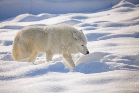 Photo for Arctic wolf (Canis lupus arctos) walking in the snow - Royalty Free Image