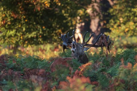 Foto de Las trompetas de ciervo rojo (Cervus elaphus) durante la rutina - Imagen libre de derechos