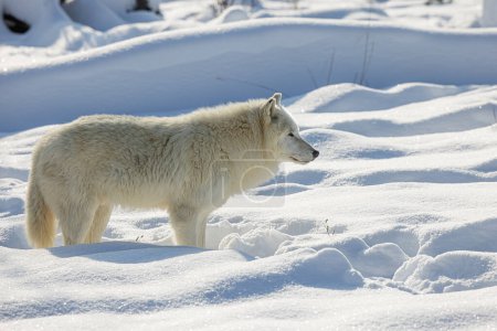 Photo for Arctic wolf (Canis lupus arctos) waiting for the pack - Royalty Free Image
