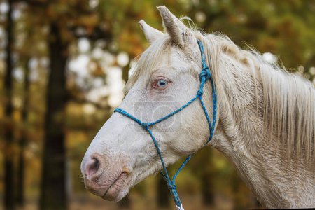 Foto de Detalle de caballo blanco macho con ojos azules - Imagen libre de derechos