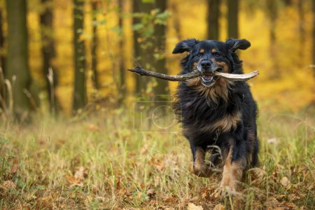 Téléchargez les photos : Mâle noir et or Hovie chien hovawart chanceux porte un bâton - en image libre de droit