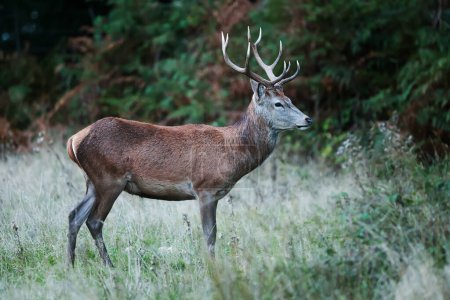 Photo for The red deer (Cervus elaphus) during the rut - Royalty Free Image