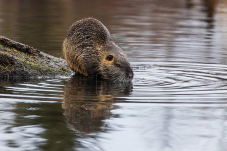 Photo for The nutria (Myocastor coypus) he's going swimming - Royalty Free Image