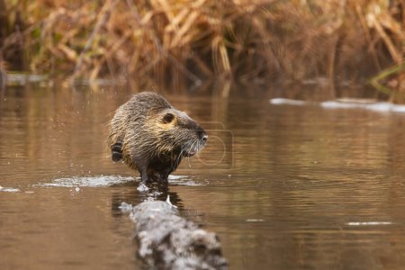 Photo for Male The nutria (Myocastor coypus) standing on a log - Royalty Free Image