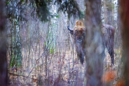 Téléchargez les photos : Le bison européen (Bison bonasus) ou le bison des bois européen dans la forêt - en image libre de droit