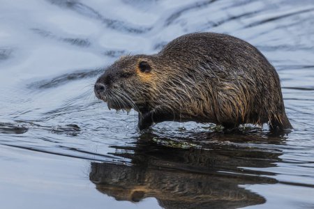 Photo for The nutria (Myocastor coypus) is going into the water - Royalty Free Image