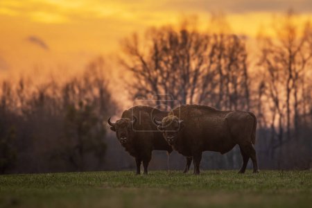 Photo for Male The European bison (Bison bonasus) or the European wood bison sunset is close - Royalty Free Image