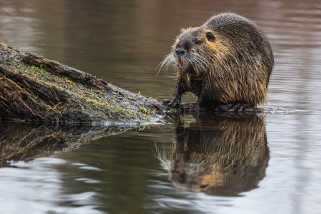 The nutria (Myocastor coypus) sitting in the water on a log