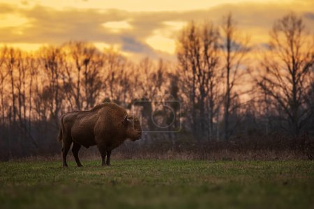 Foto de Macho El bisonte europeo (Bison bonasus) o el bisonte europeo de madera el comienzo de la puesta del sol - Imagen libre de derechos