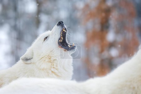 Foto de Lobo ártico (Canis lupus arctos) de cerca, aullando - Imagen libre de derechos
