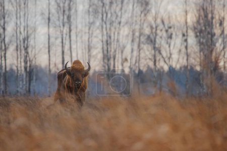 Téléchargez les photos : Mâle Le bison d'Europe (Bison bonasus) ou le bison des bois d'Europe dans l'herbe haute - en image libre de droit