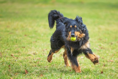 Téléchargez les photos : Mâle noir et or hovie chien hovawart bénéficie de la balle - en image libre de droit