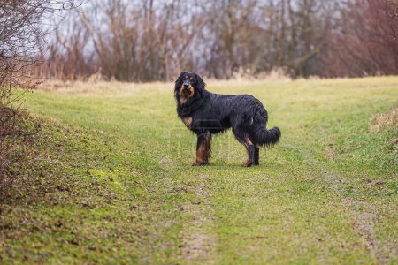 Foto de Macho negro y oro hovawart perro Hovie en un paseo por el campo - Imagen libre de derechos