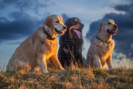 Téléchargez les photos : Mâle noir et or Hovie chien hovawart et deux golden retrievers posant magnifiquement au coucher du soleil - en image libre de droit