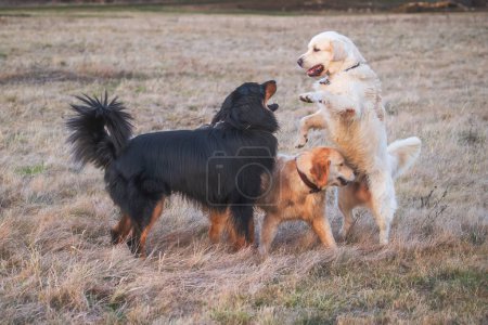 Foto de Macho negro y oro hovawart perro Hovie y dos recuperadores de oro jugando en el prado - Imagen libre de derechos