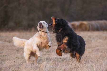 Foto de Macho negro y oro hovawart perro Hovie y golden retriever quieren morder en la diversión - Imagen libre de derechos