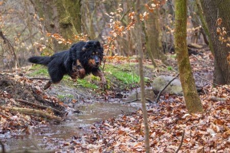 Foto de Macho negro y oro hovawart perro Hovie saltar sobre un arroyo forestal - Imagen libre de derechos
