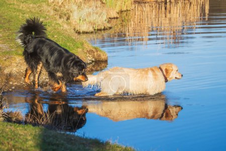 Foto de Macho negro y oro hovawart perro Hovie y el golden retriever están en el agua - Imagen libre de derechos