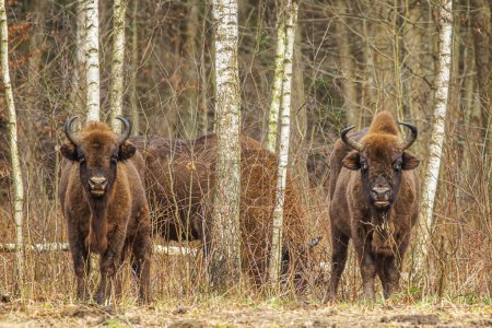 Foto de Rebaño bisonte europeo (Bison bonasus) o el bisonte europeo de madera se encuentran entre los abedules - Imagen libre de derechos