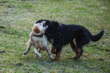 Foto de Macho negro y oro hovawart perro Hovie y un golden retriever retozando en un prado - Imagen libre de derechos