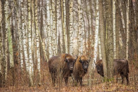 Photo for Herd European bison (Bison bonasus) or the European wood bisonare hidden among the birch trees - Royalty Free Image