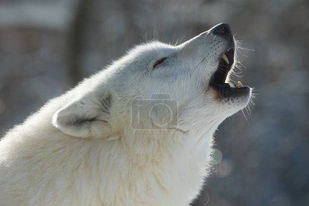 Photo for Arctic wolf (Canis lupus arctos) howls at the rest of the pack - Royalty Free Image