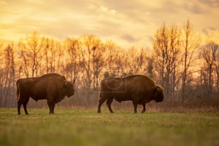 Photo for Male European bison (Bison bonasus) or the European wood bison they pose at sunset - Royalty Free Image