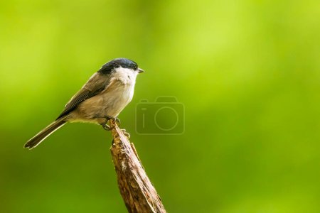 Photo for Marsh tit (Poecile palustris) in green background - Royalty Free Image